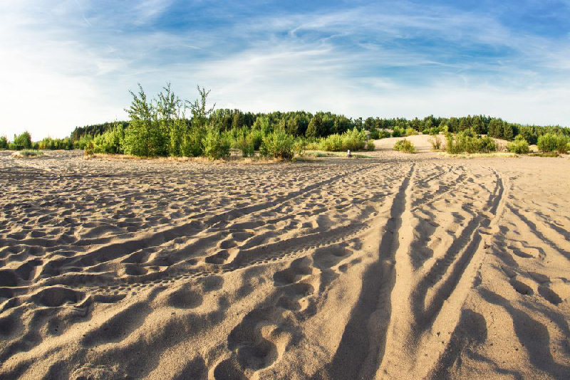 Pustynia_Błędowska_fot._M._Wróblewski_arch._UM_w_Dąbrowie_Górniczej