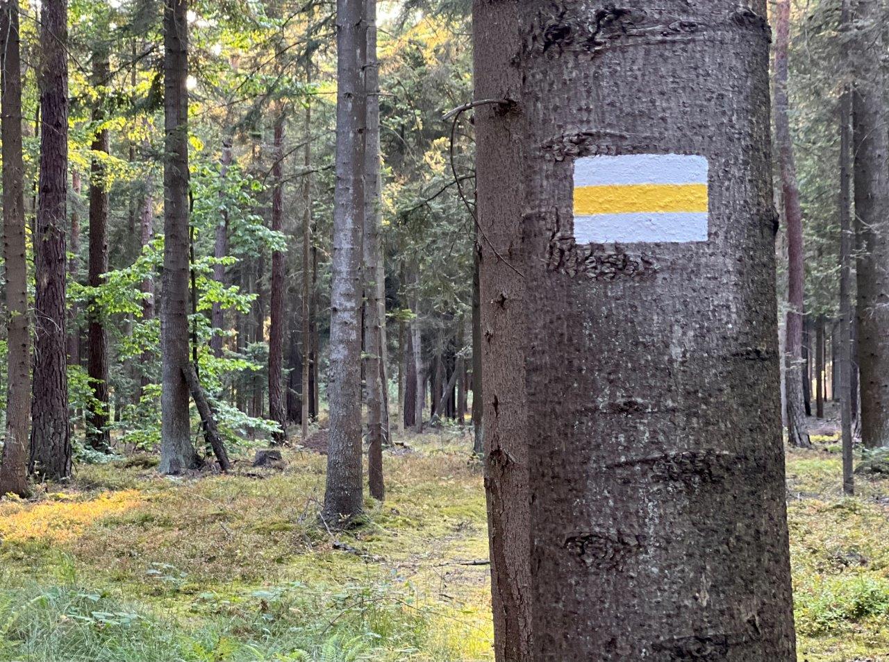 01. Las Wzachowski. Fot. Andrzej Jóźwiak